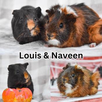 Rescue Peruvian and Abyssinian Guinea Pigs for Adoption in Ripon, California - Louis And Naveen | PetCurious
